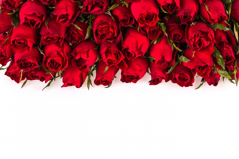 czerwone róże